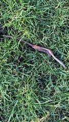 Plestiodon tetragrammus