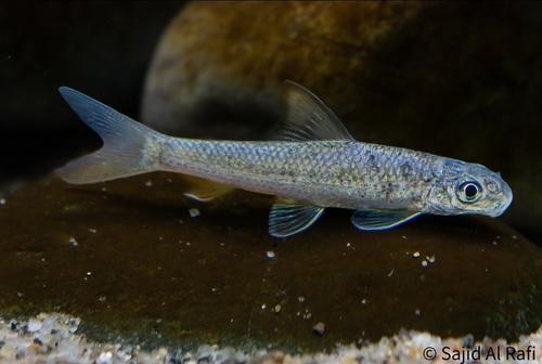 Gangetic latia (Crossocheilus latius) — Cyprinidae