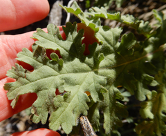 Hedosyne ambrosiifolia