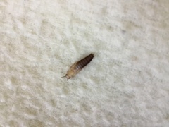 Lepisma