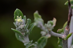 Exomis microphylla