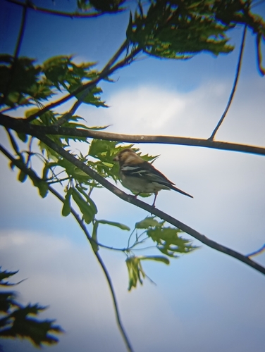 Common Chaffinch