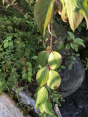 Cornus sericea