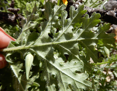 Hedosyne ambrosiifolia