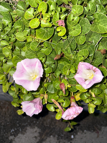 Sea Bindweed