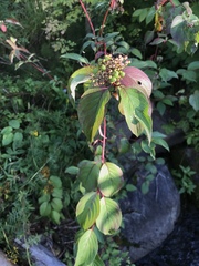 Cornus sericea