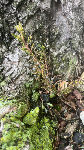 Eastern Red Cedar