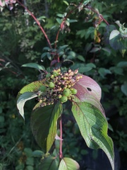 Cornus sericea