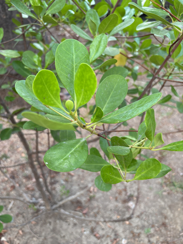 Scyphiphora hydrophylacea observed 2026-05-15