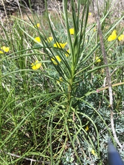 Erysimum suffrutescens
