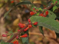 Woodfordia fruticosa