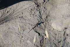 Acanthodactylus erythrurus