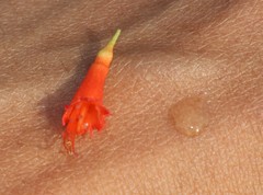 Woodfordia fruticosa