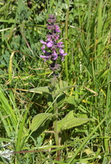 Stachys ajugoides