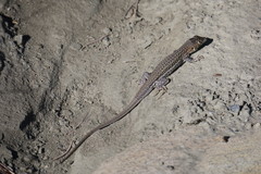 Acanthodactylus erythrurus