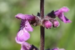 Stachys ajugoides