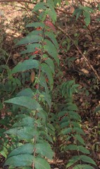 Woodfordia fruticosa