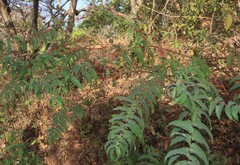 Woodfordia fruticosa