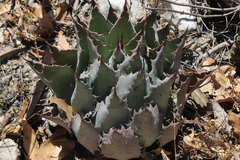 Agave nuusaviorum