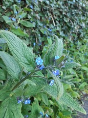 Pentaglottis sempervirens
