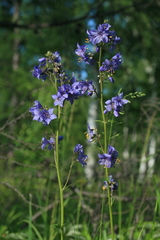 Polemonium chinense