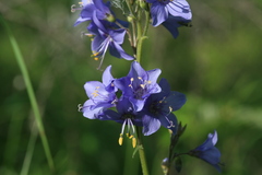 Polemonium chinense