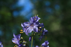 Polemonium chinense