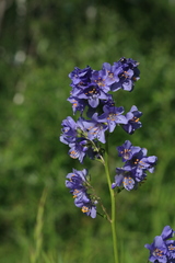 Polemonium chinense