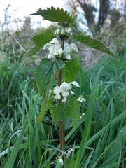 Lamium album