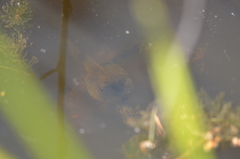 Pelobates vespertinus