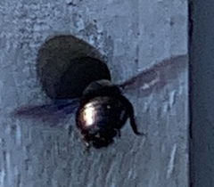 Xylocopa