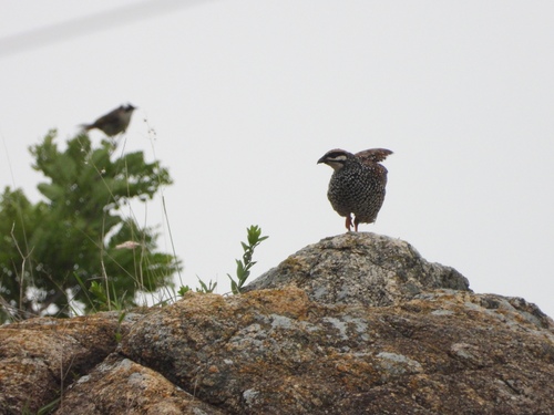 Chinese Francolin