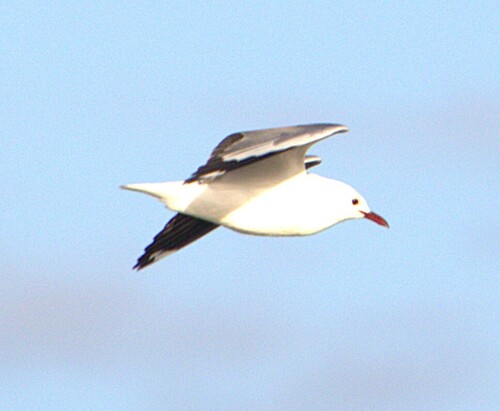 iNaturalist: (c) Nick Leggatt, some rights reserved (CC BY-NC), uploaded by Nick Leggatt iNaturalist image