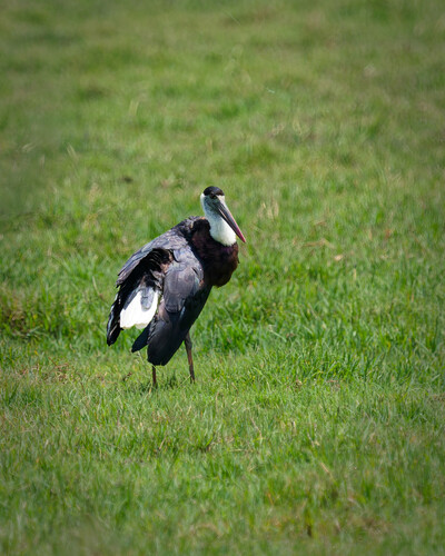 iNaturalist image
