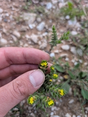 Neatostema apulum, photograph author not stated, no rights reserved