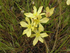 Moraea virgata