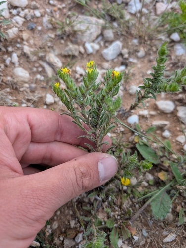 Neatostema apulum, photograph 4