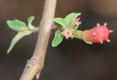 Woodfordia fruticosa