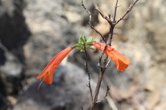 Clinopodium mexicanum