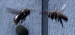 Xylocopa