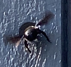 Xylocopa