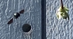 Xylocopa
