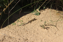 Psammodromus edwarsianus