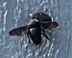 Xylocopa