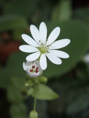 Stellaria cupaniana