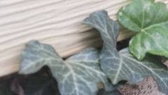 Hedera helix
