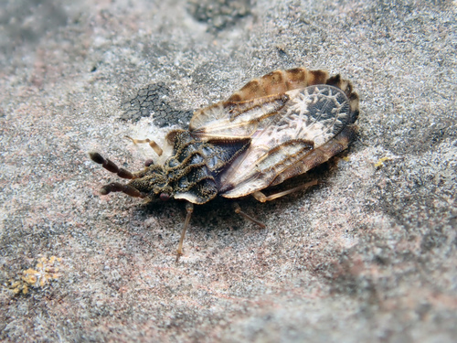 pale-shouldered flatbug, photo 3 of 10