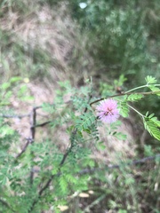 Mimosa borealis