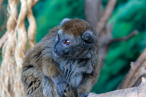 Alaotran Bamboo Lemur