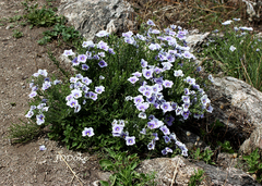 Nierembergia linariifolia